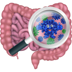 Digestive-System-Image-Reference